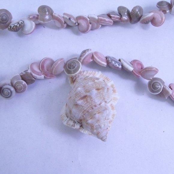 Seashell Umbonium Shell Garland - Picture 3 of 9